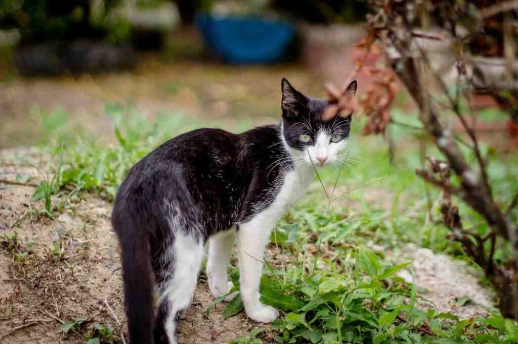 Does Animal Control Pick Up Stray Cats? What to Know